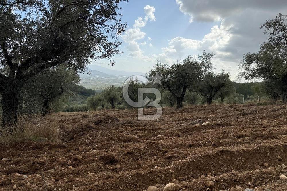 Torbalı Saipler Çubukdağında Satılık 7797m2 Zeytinlik