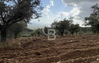 Torbalı Saipler Çubukdağında Satılık 7797m2 Zeytinlik