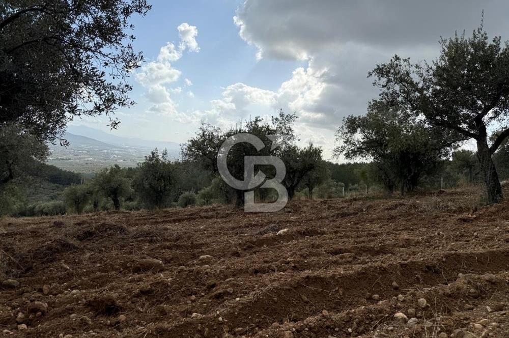 Torbalı Saipler Çubukdağında Satılık 7797m2 Zeytinlik