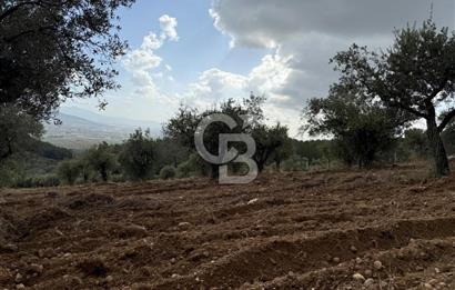 Torbalı Saipler Çubukdağında Satılık 7797m2 Zeytinlik