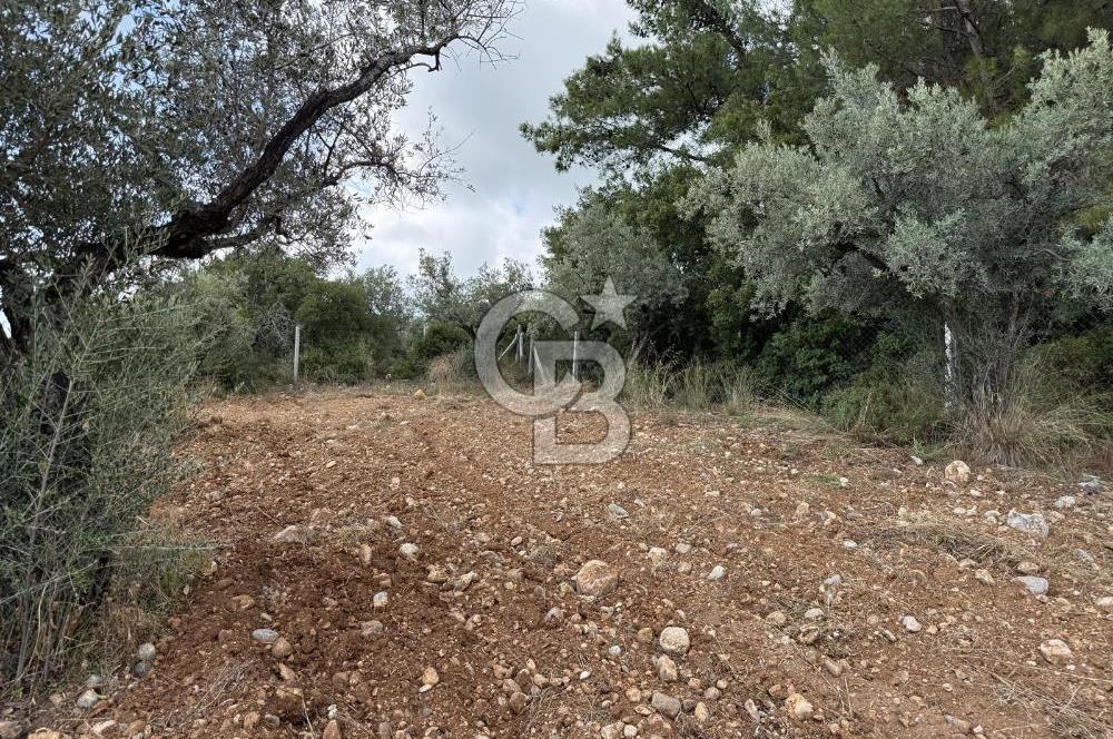 Torbalı Saipler Çubukdağında Satılık 7797m2 Zeytinlik