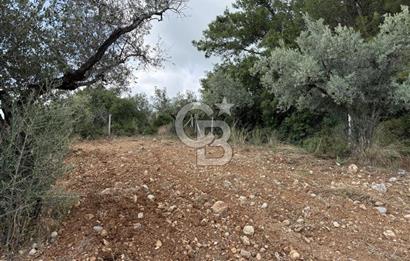 Torbalı Saipler Çubukdağında Satılık 7797m2 Zeytinlik