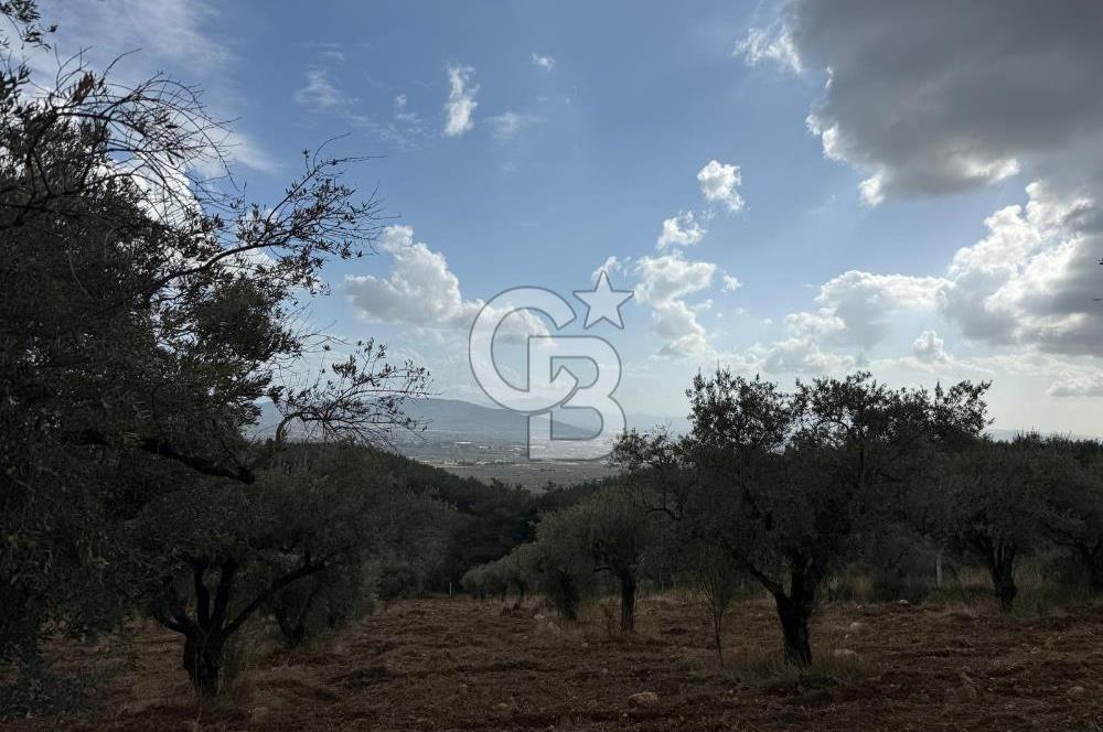 Torbalı Saipler Çubukdağında Satılık 7797m2 Zeytinlik