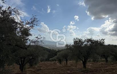 Torbalı Saipler Çubukdağında Satılık 7797m2 Zeytinlik