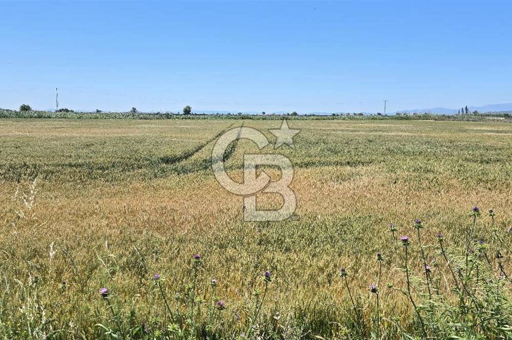 Foça Gerenköy Anayol Üzeri Satılık Tarla