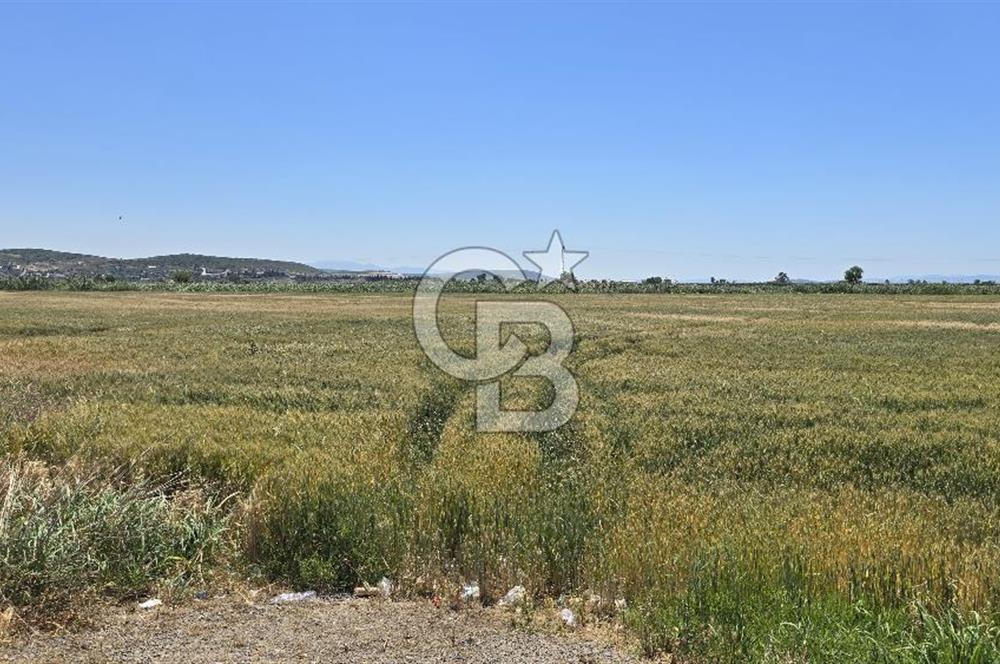 Foça Gerenköy Anayol Üzeri Satılık Tarla