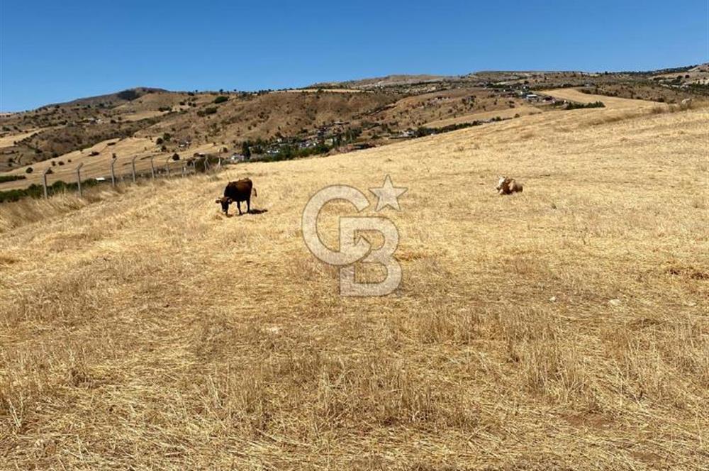 COLDWELL BANKER BUSİNESS'DEN MEMLİK TEK TAPU 5000M2 SATILIKTARLA