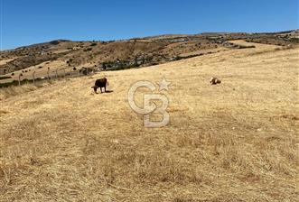 COLDWELL BANKER BUSİNESS'DEN MEMLİK TEK TAPU 5000M2 SATILIKTARLA - 2 - 312017