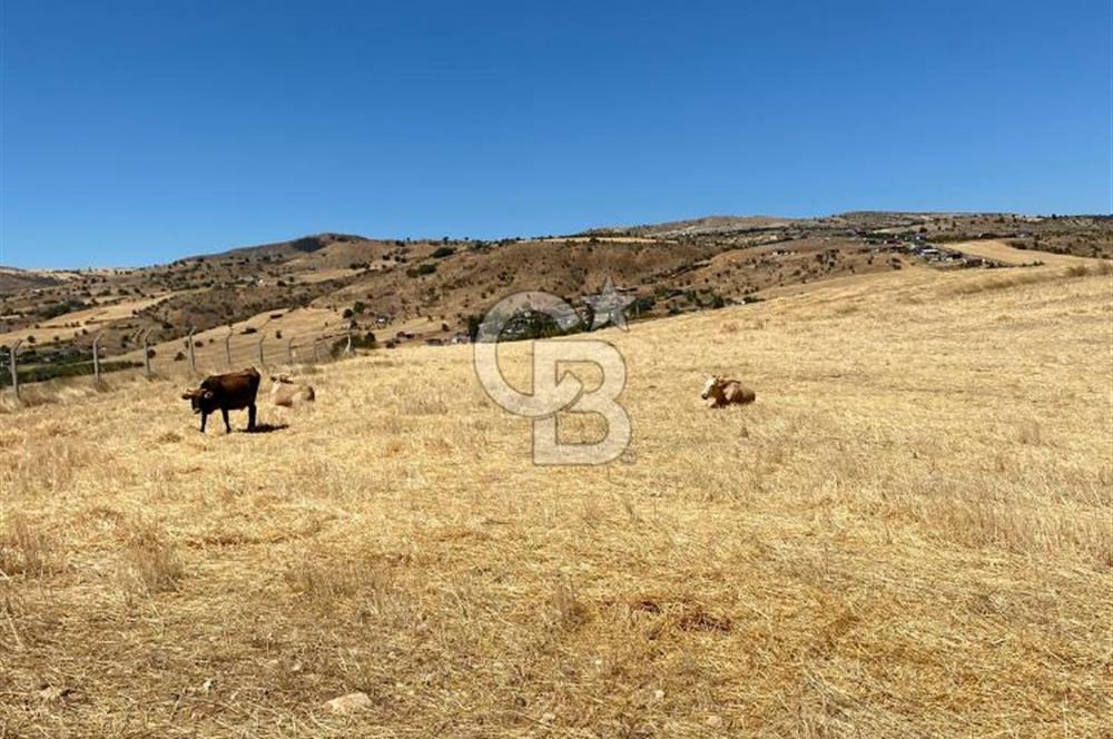 COLDWELL BANKER BUSİNESS'DEN MEMLİK TEK TAPU 5000M2 SATILIKTARLA