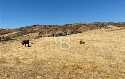 COLDWELL BANKER BUSİNESS'DEN MEMLİK TEK TAPU 5000M2 SATILIKTARLA