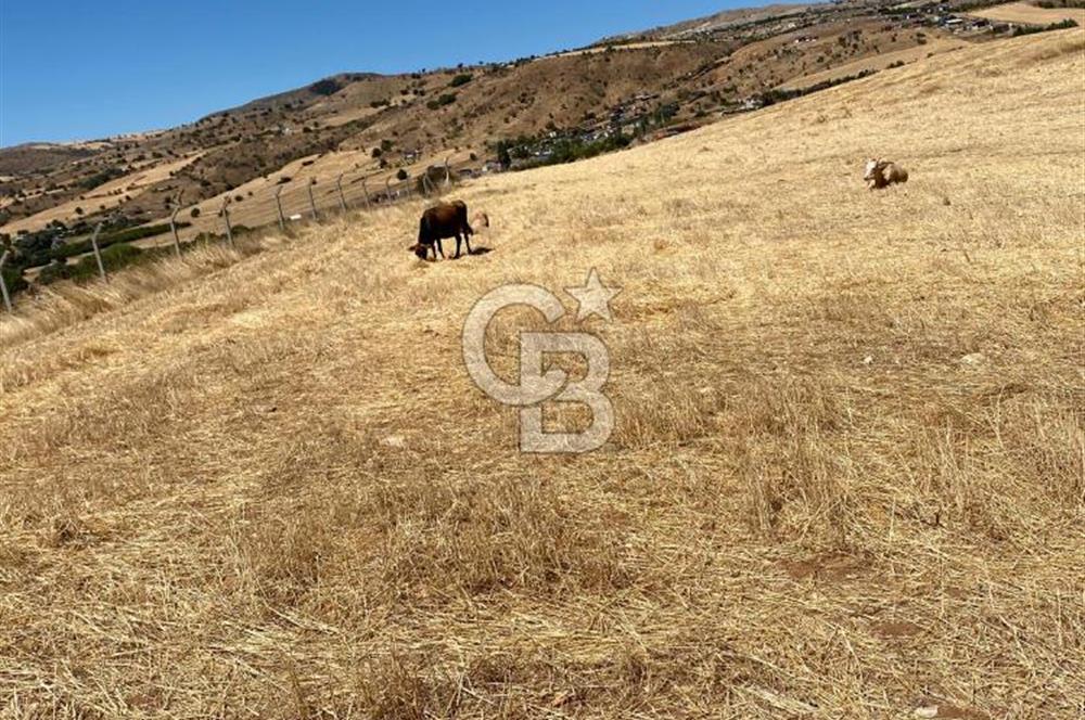 COLDWELL BANKER BUSİNESS'DEN MEMLİK TEK TAPU 5000M2 SATILIKTARLA