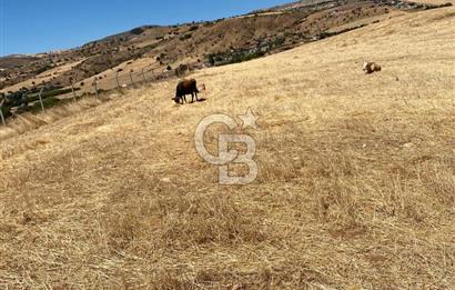 COLDWELL BANKER BUSİNESS'DEN MEMLİK TEK TAPU 5000M2 SATILIKTARLA