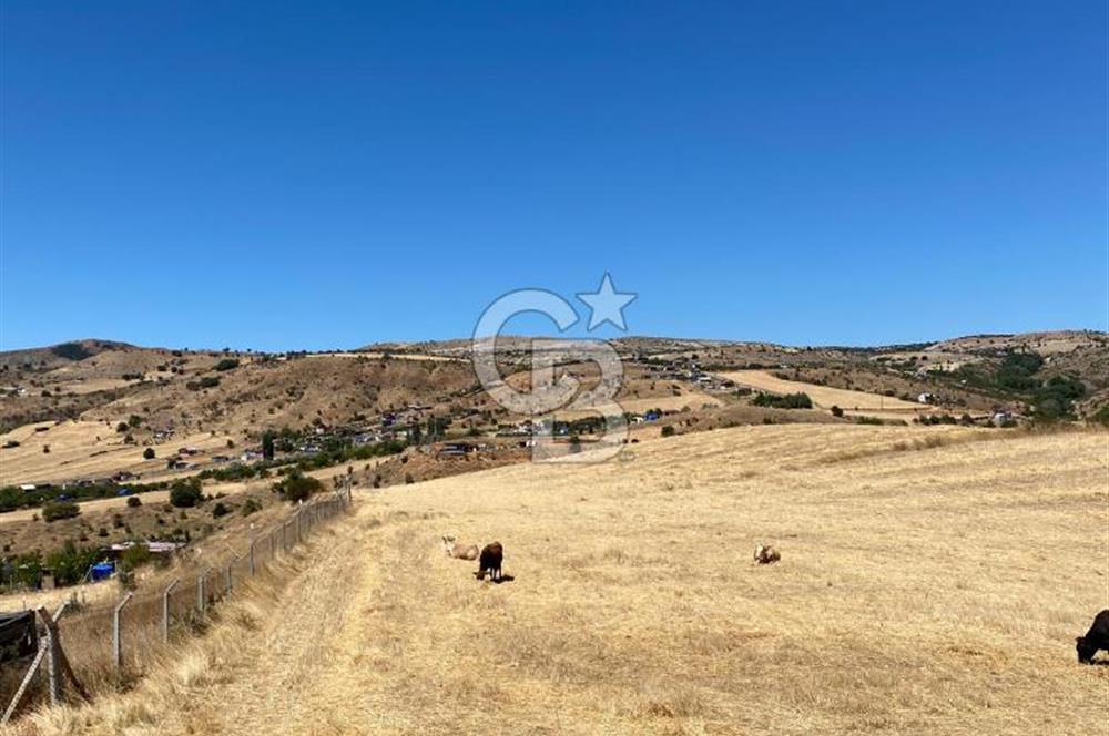 COLDWELL BANKER BUSİNESS'DEN MEMLİK TEK TAPU 5000M2 SATILIKTARLA