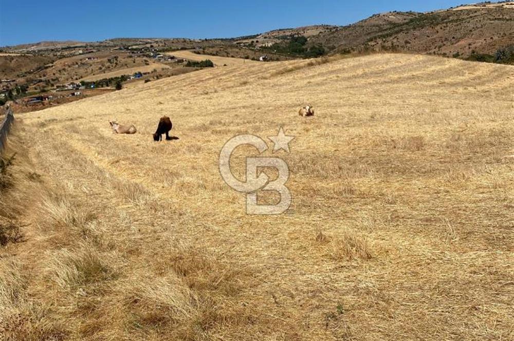 COLDWELL BANKER BUSİNESS'DEN MEMLİK TEK TAPU 5000M2 SATILIKTARLA