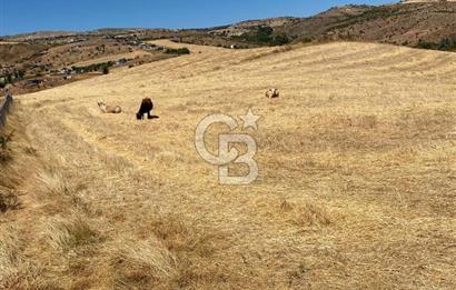 COLDWELL BANKER BUSİNESS'DEN MEMLİK TEK TAPU 5000M2 SATILIKTARLA