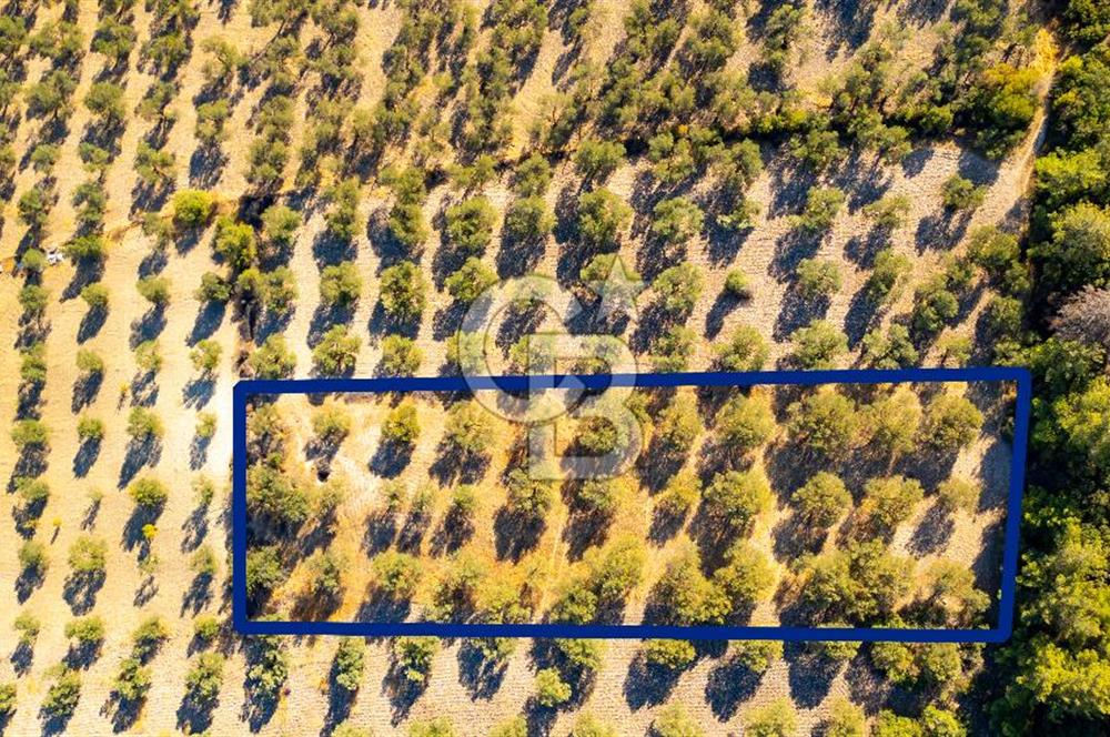 İzmir- Foça Karayolu Üzeri Satılık 2027 m2 Tarla