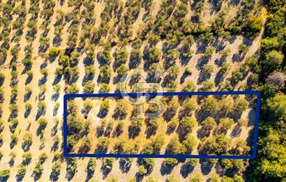 İzmir- Foça Karayolu Üzeri Satılık 2027 m2 Tarla