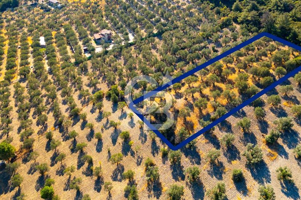 İzmir- Foça Karayolu Üzeri Satılık 2027 m2 Tarla