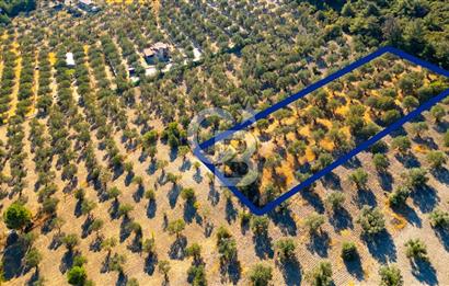 İzmir- Foça Karayolu Üzeri Satılık 2027 m2 Tarla