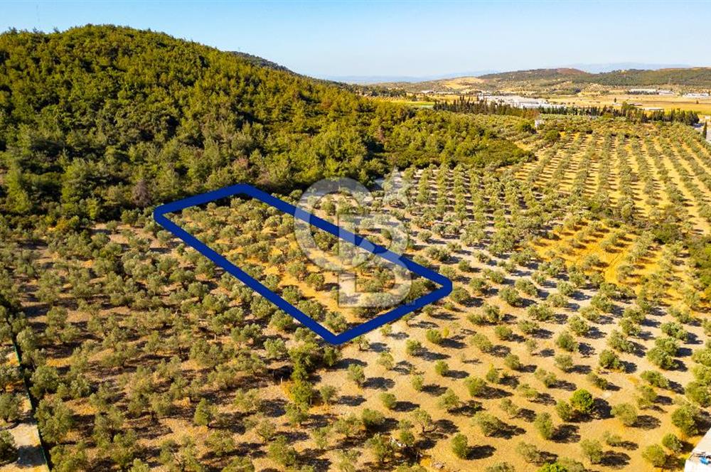 İzmir- Foça Karayolu Üzeri Satılık 2027 m2 Tarla