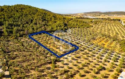 İzmir- Foça Karayolu Üzeri Satılık 2027 m2 Tarla