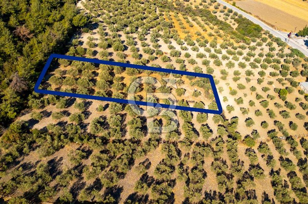 İzmir- Foça Karayolu Üzeri Satılık 2027 m2 Tarla