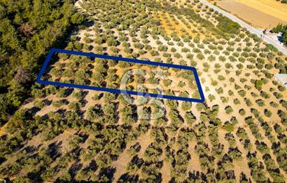 İzmir- Foça Karayolu Üzeri Satılık 2027 m2 Tarla