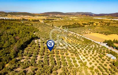 İzmir- Foça Karayolu Üzeri Satılık 2027 m2 Tarla