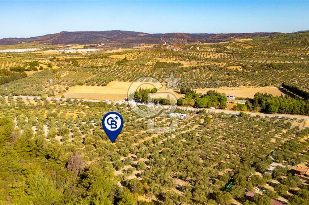 İzmir- Foça Karayolu Üzeri Satılık 2027 m2 Tarla