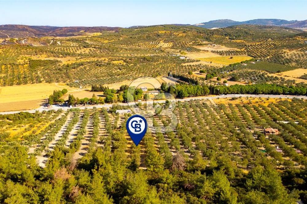 İzmir- Foça Karayolu Üzeri Satılık 2027 m2 Tarla