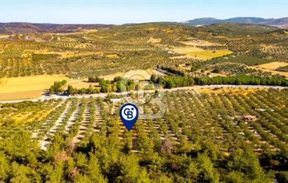 İzmir- Foça Karayolu Üzeri Satılık 2027 m2 Tarla