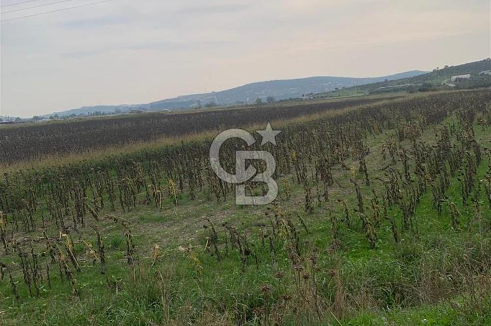 İZMİR FOÇA GERENKÖY SATILIK TARLA