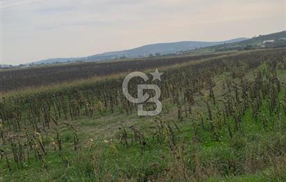 İZMİR FOÇA GERENKÖY SATILIK TARLA