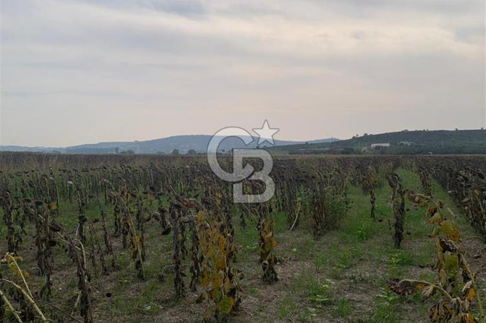 İZMİR FOÇA GERENKÖY SATILIK TARLA