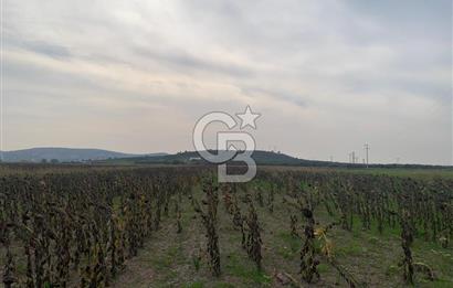 İZMİR FOÇA GERENKÖY SATILIK TARLA