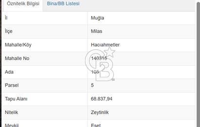 1281053607 MİLAS SELİMİYE HACIAHMETLERDE SATILIK 70 DÖNÜM ZEYTİNLİK 