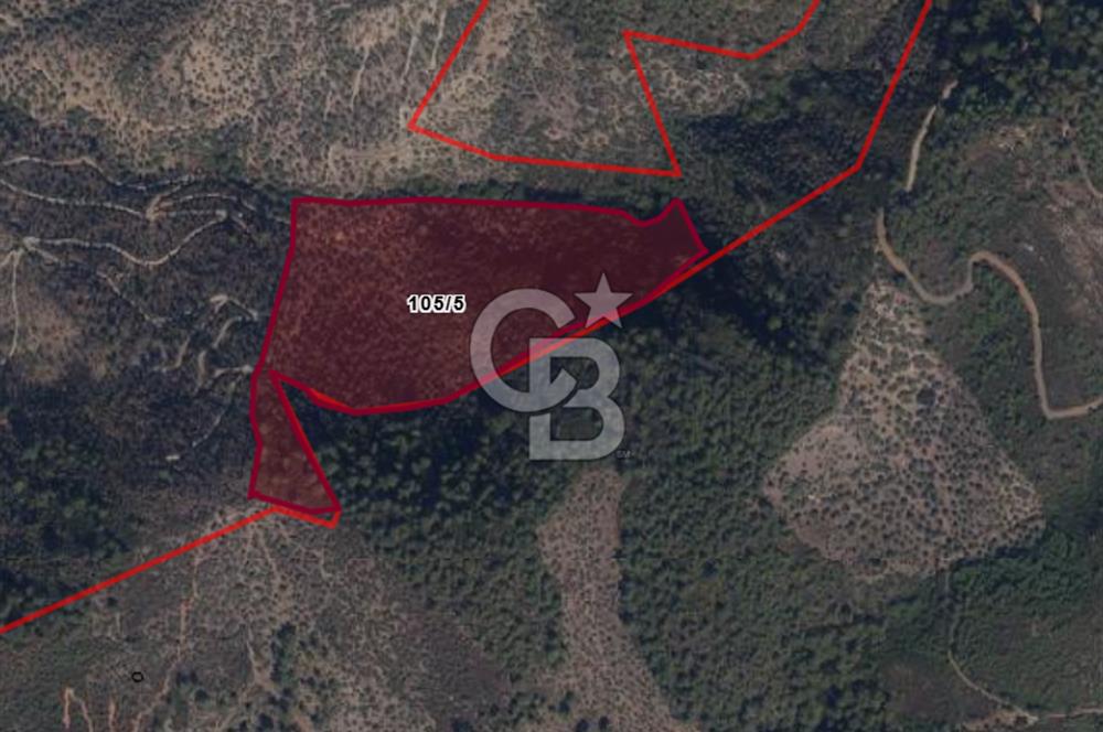 1281053607 MİLAS SELİMİYE HACIAHMETLERDE SATILIK 70 DÖNÜM ZEYTİNLİK 