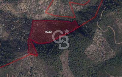 1281053607 MİLAS SELİMİYE HACIAHMETLERDE SATILIK 70 DÖNÜM ZEYTİNLİK 