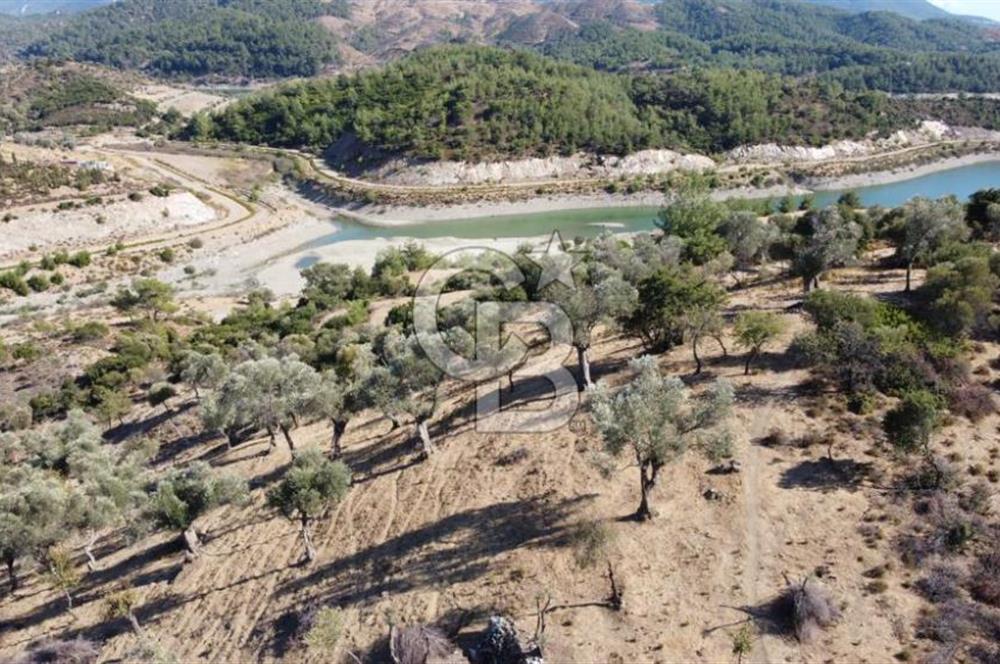 SEFERİHİSAR KAVAKDERE BARAJI YANI – ZEYTİN AĞAÇLI VERİMLİ TARLA