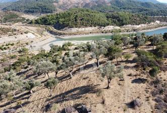 SEFERİHİSAR KAVAKDERE BARAJI YANI – ZEYTİN AĞAÇLI VERİMLİ TARLA - 1 - 312151