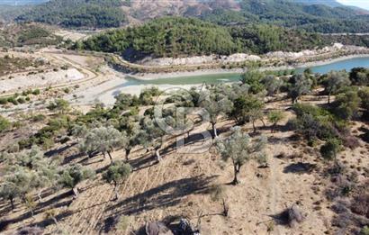 SEFERİHİSAR KAVAKDERE BARAJI YANI – ZEYTİN AĞAÇLI VERİMLİ TARLA