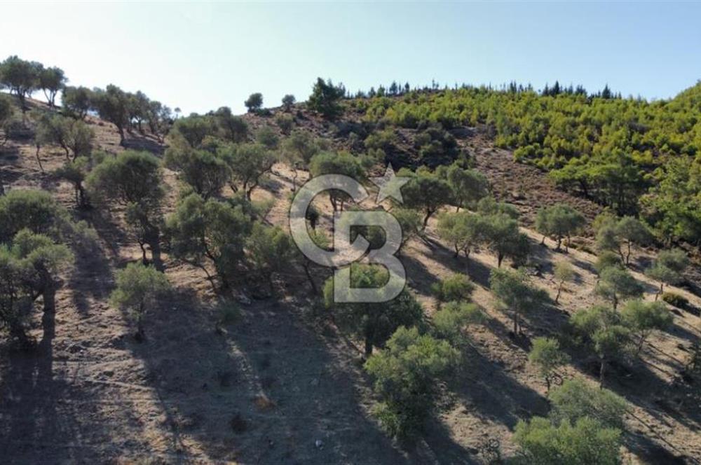 SEFERİHİSAR KAVAKDERE BARAJI YANI – ZEYTİN AĞAÇLI VERİMLİ TARLA