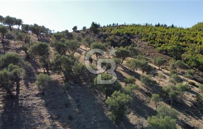 SEFERİHİSAR KAVAKDERE BARAJI YANI – ZEYTİN AĞAÇLI VERİMLİ TARLA