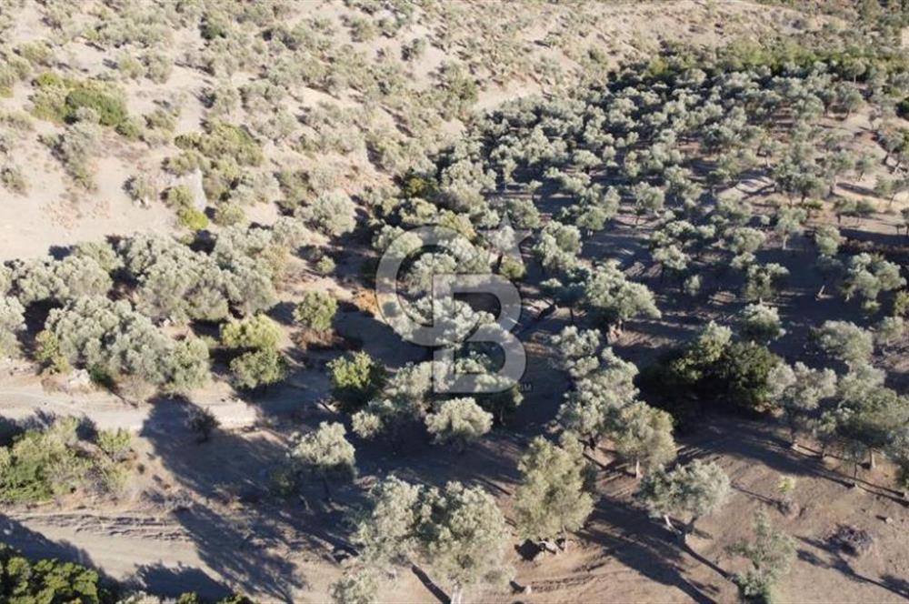 SEFERİHİSAR KAVAKDERE BARAJI YANI – ZEYTİN AĞAÇLI VERİMLİ TARLA