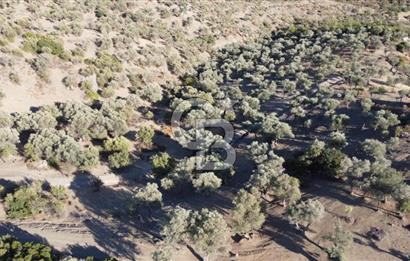 SEFERİHİSAR KAVAKDERE BARAJI YANI – ZEYTİN AĞAÇLI VERİMLİ TARLA