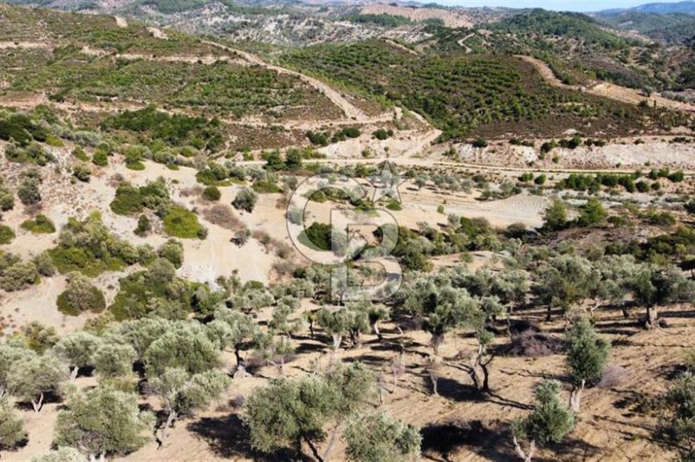 SEFERİHİSAR KAVAKDERE BARAJI YANI – ZEYTİN AĞAÇLI VERİMLİ TARLA