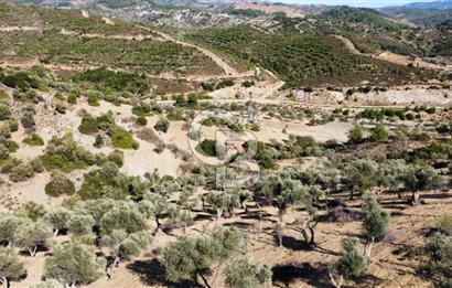 SEFERİHİSAR KAVAKDERE BARAJI YANI – ZEYTİN AĞAÇLI VERİMLİ TARLA