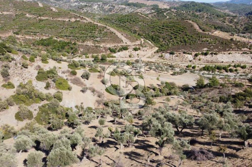 SEFERİHİSAR KAVAKDERE BARAJI YANI – ZEYTİN AĞAÇLI VERİMLİ TARLA