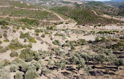 SEFERİHİSAR KAVAKDERE BARAJI YANI – ZEYTİN AĞAÇLI VERİMLİ TARLA