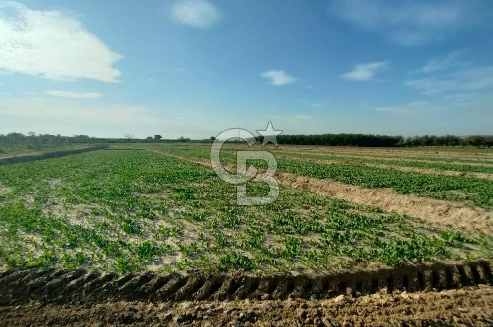 Menemen de Satılık Tarlalar